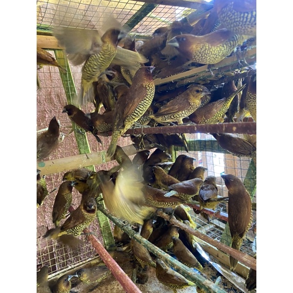 burung emprit atau pipit warna