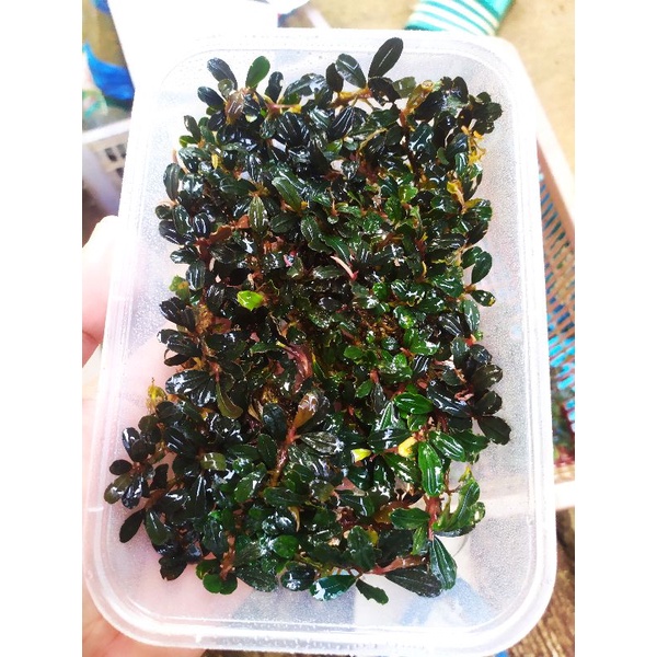 bucephalandra mini phantom per mika