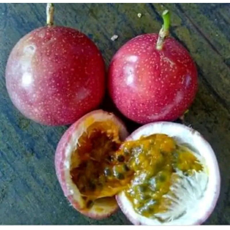 Bibit Buah Markisa (Manis)