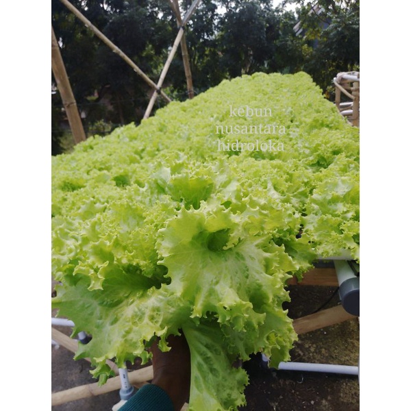 

Sayur Selada Hidroponik tanpa pestisida buatan