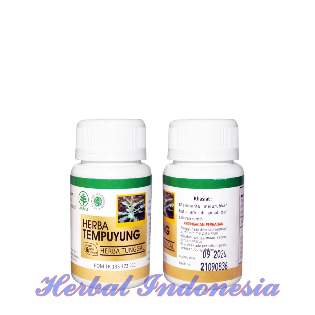 Kapsul Tempuyung Herba Tunggal Isi 60 - Kencing Batu Saluran Kencing Batu Ginjal