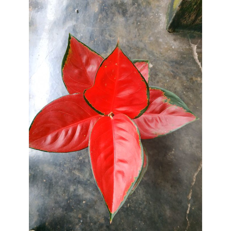 Aglonema suksom jaipong stang pendek lokal
