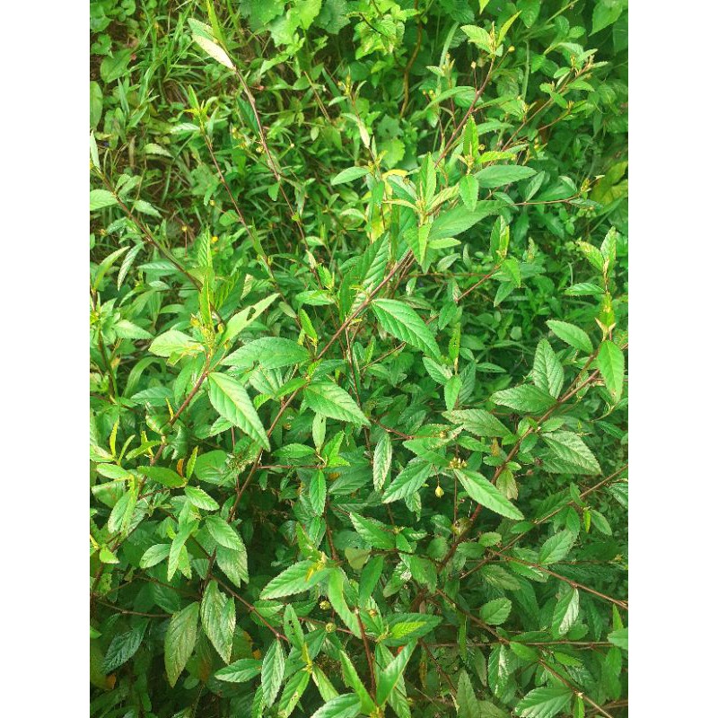 

Daun sidagori segar fresh 500 gram