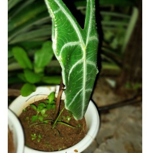 promo keladi alocasia  amazon lokal TERMJURAH