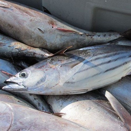 

Ikan Tongri Tongkol Tenggiri Berkualitas 1Kg