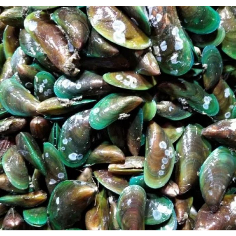 

Kerang Hijau hidup