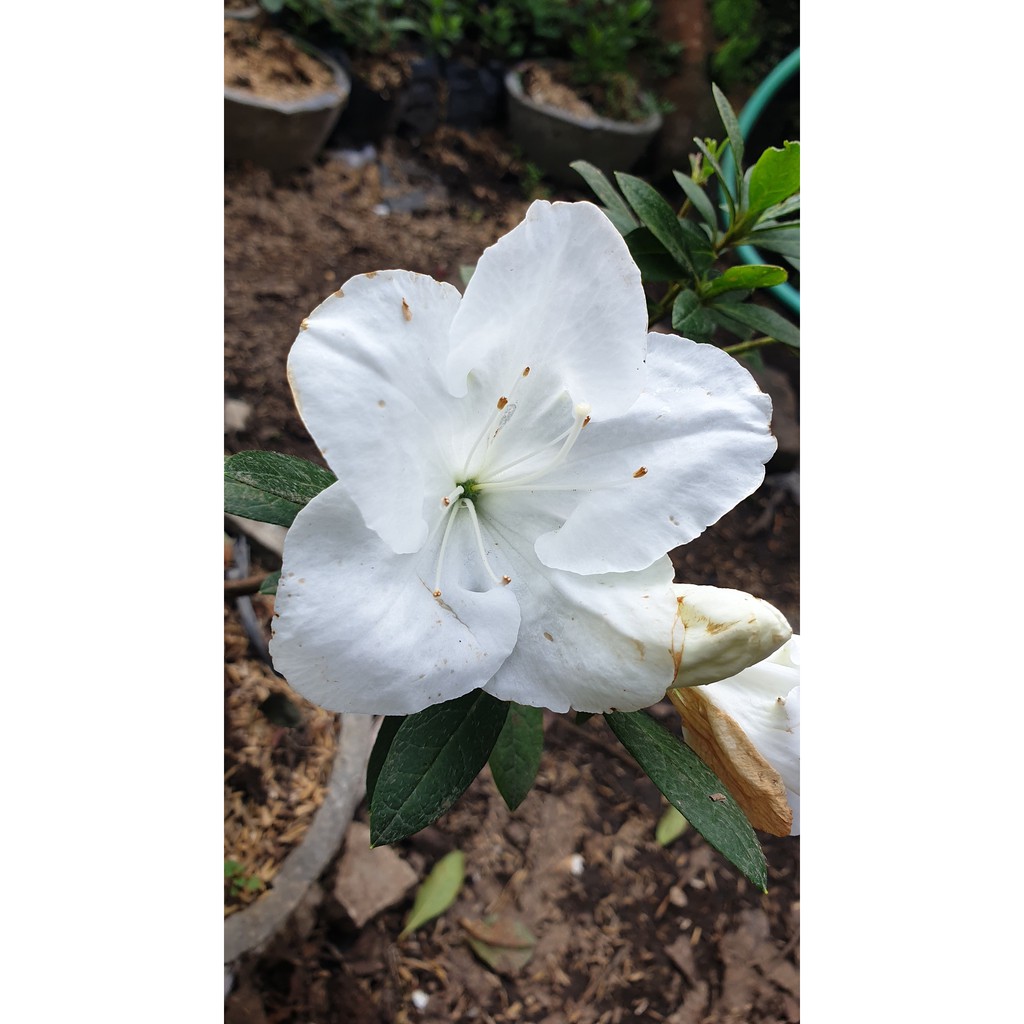 Bunga Azalea - Rhododendron - Rhodies - Tanaman Hias