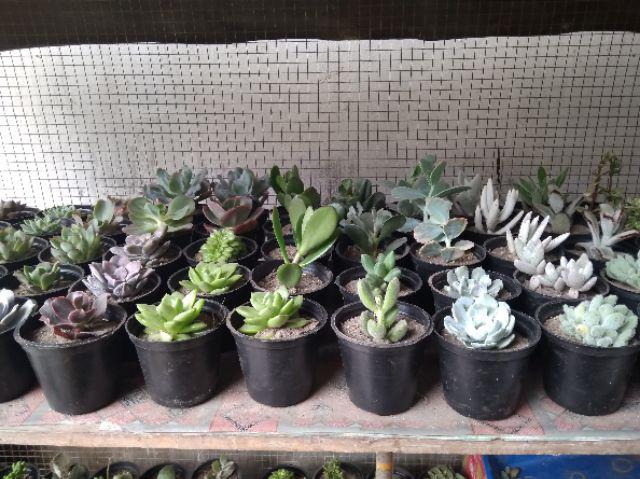 Paket Sekulen 50 Pcs