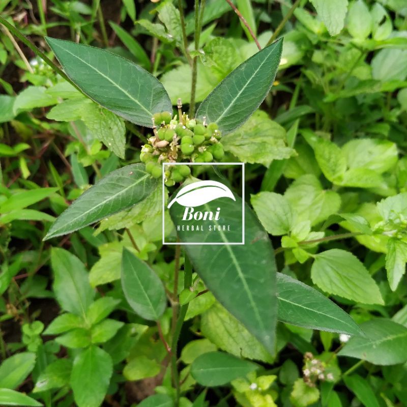 

Daun Suduk Mentul Patik Mas Kate Mas Fresh 150gr