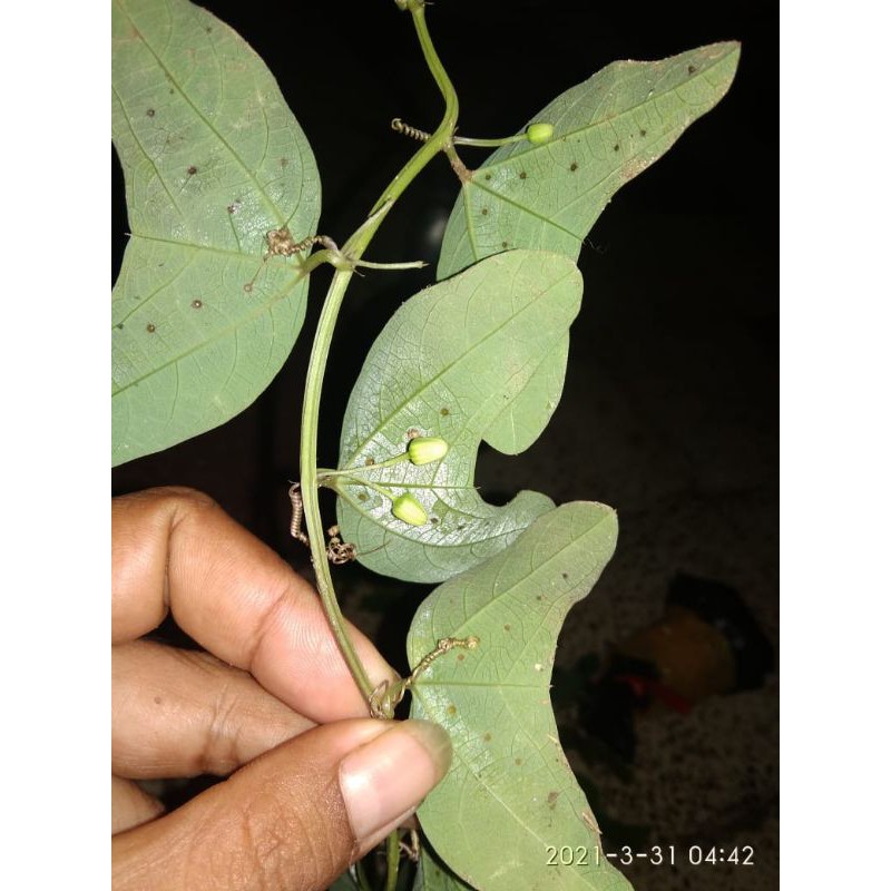 Tongkeng Sayur 1m Dan 2m Up Shopee Indonesia