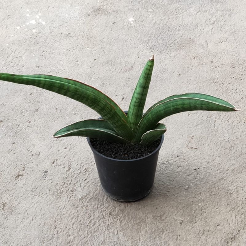 sansevieria personii var srit