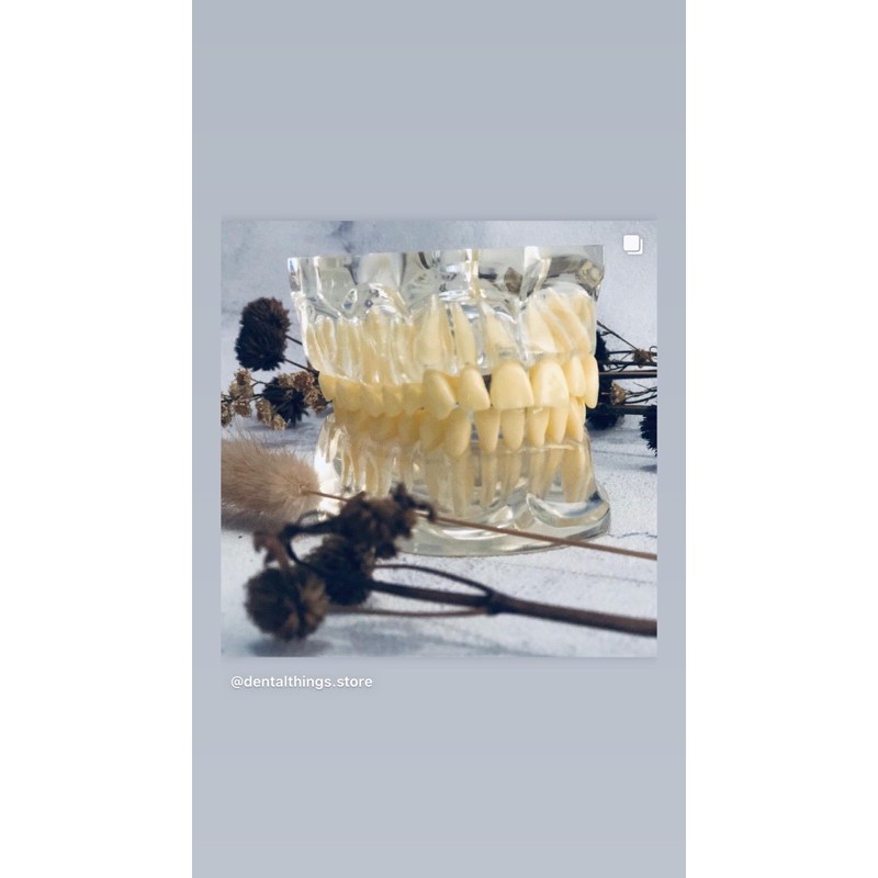 Model gigi Phantom transparan gigi tiruan model studi anatomi pantom model study edukasi dokter gigi
