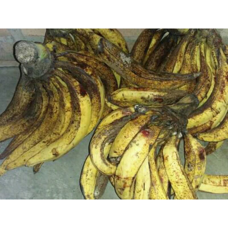 

Pisang Tanduk Matang Pohon Asli Bogor 1kg isi 4-6 Buah