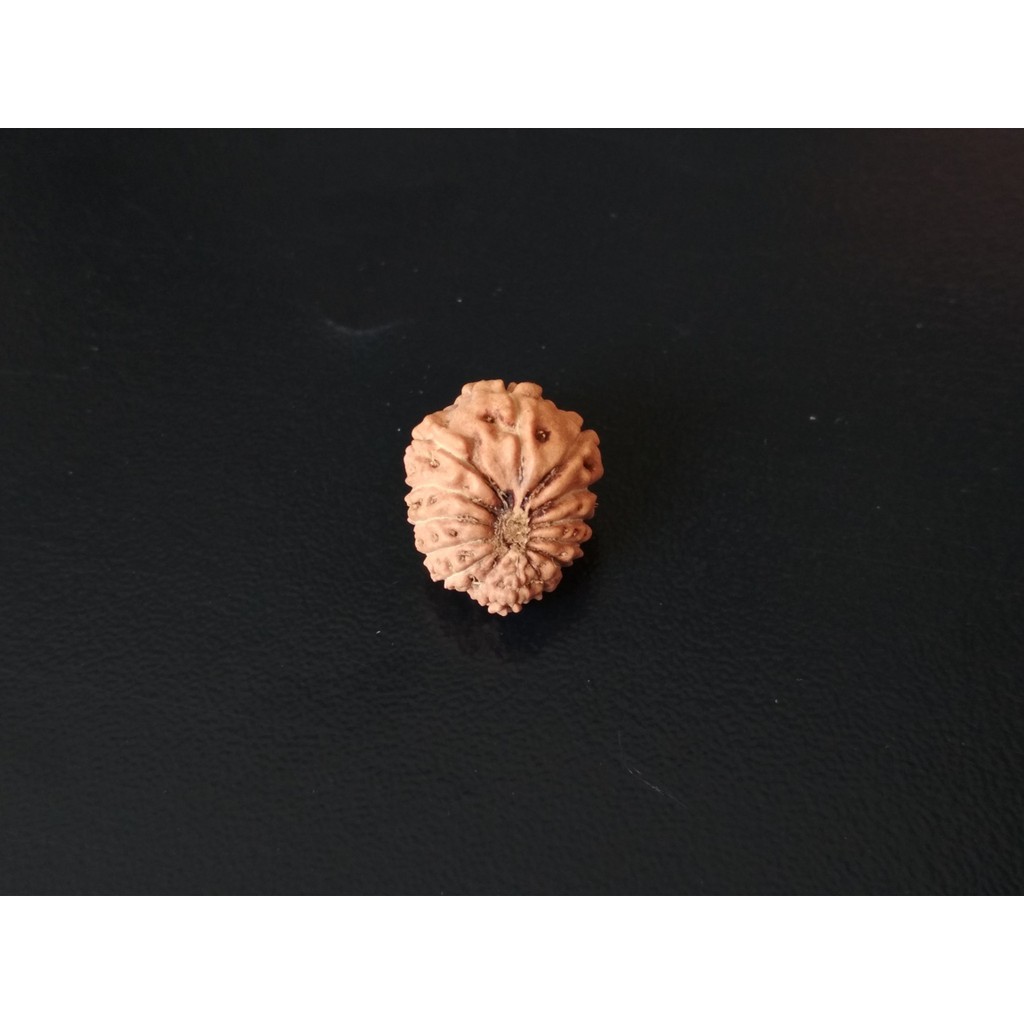Jenitri Mukhi 13 D14.65x12.55 Liontin Genitri Rudraksha