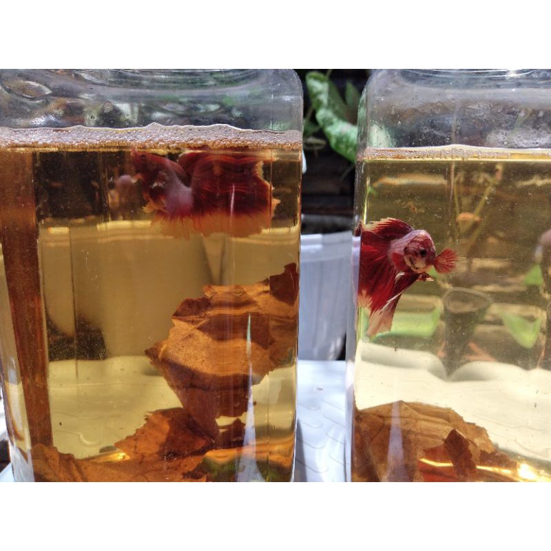 ikan cupang big ear M