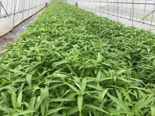 500 Biji - Benih KANGKUNG DAUN LEBAR, Tipe daun Lebar panen umur 20 harian