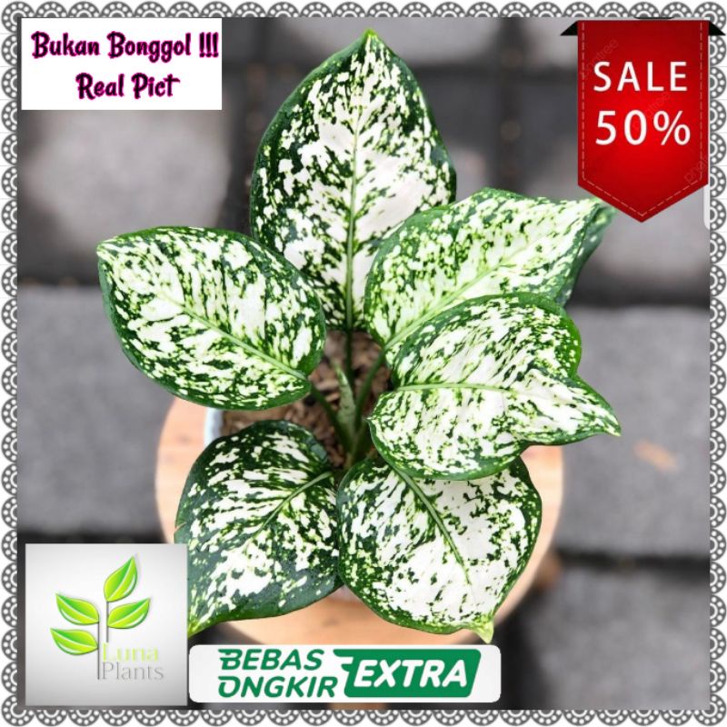 Tanaman hias aglonema dut white - aglonema dut white