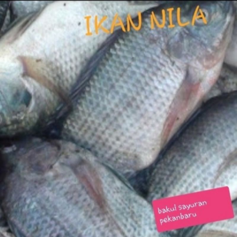 

Ikan Nila Segar 1 Kilogram
