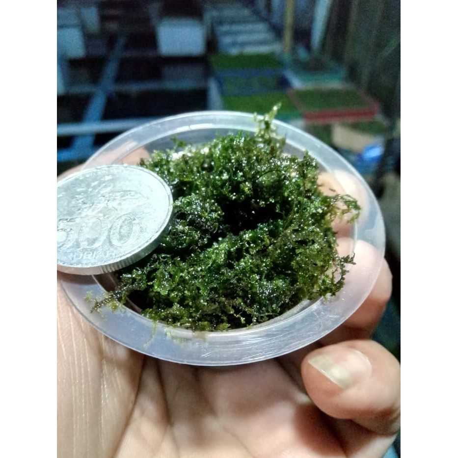 Order Langsung Java Spring / Mini Weeping Moss Bahan Murah