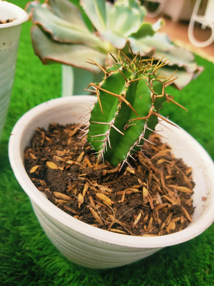 Kaktus Euphorbia Fruticosa