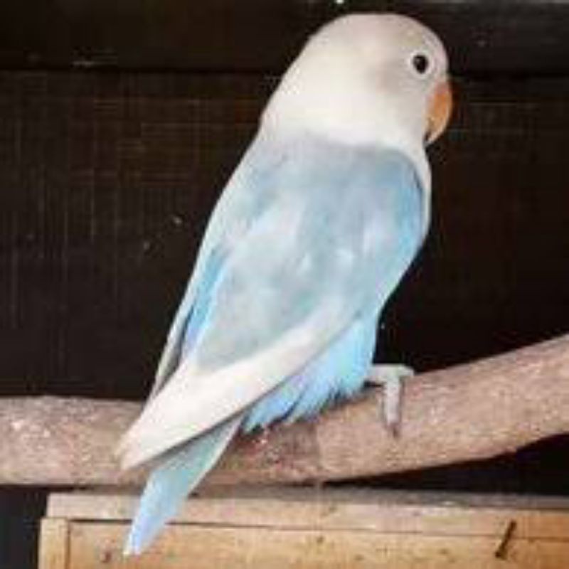 burung love bird blue ice prospek RING JUNIOR LBF