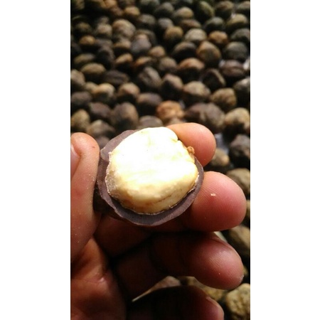 

1kg KEMIRI BATOK UTUH / KEMIRI / MUNCANG