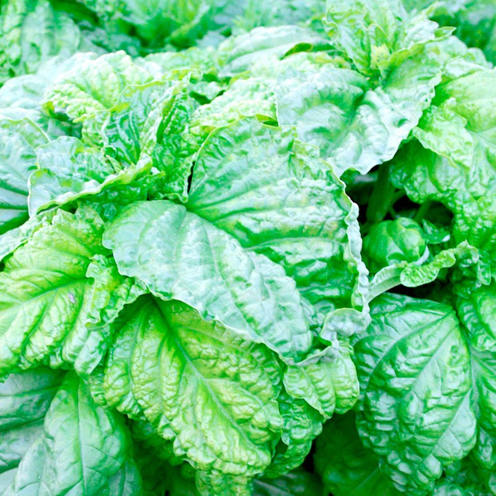 Benih Bibit Biji - Basil Lettuce Leaved Big Leaf (Basil Jumbo) Herb Seeds - IMPORT