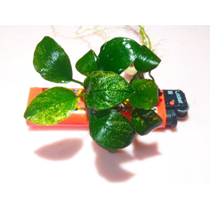 Anubias nana pinto dennerle