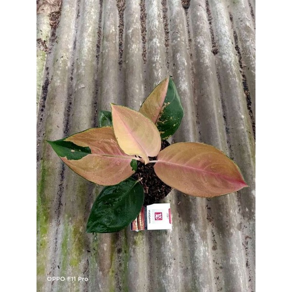 aglonema SB Pancawati anakan baby alam indah flora