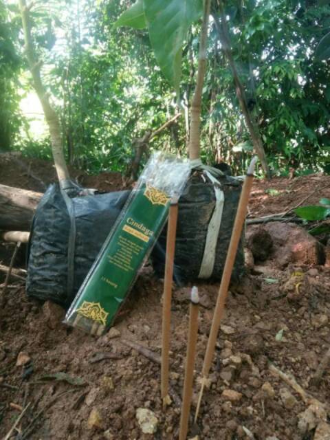 Dupa Hio Walet CINDAGA 2 jam 15 batang (Gaharu Pandan) Harum Wangi Natural