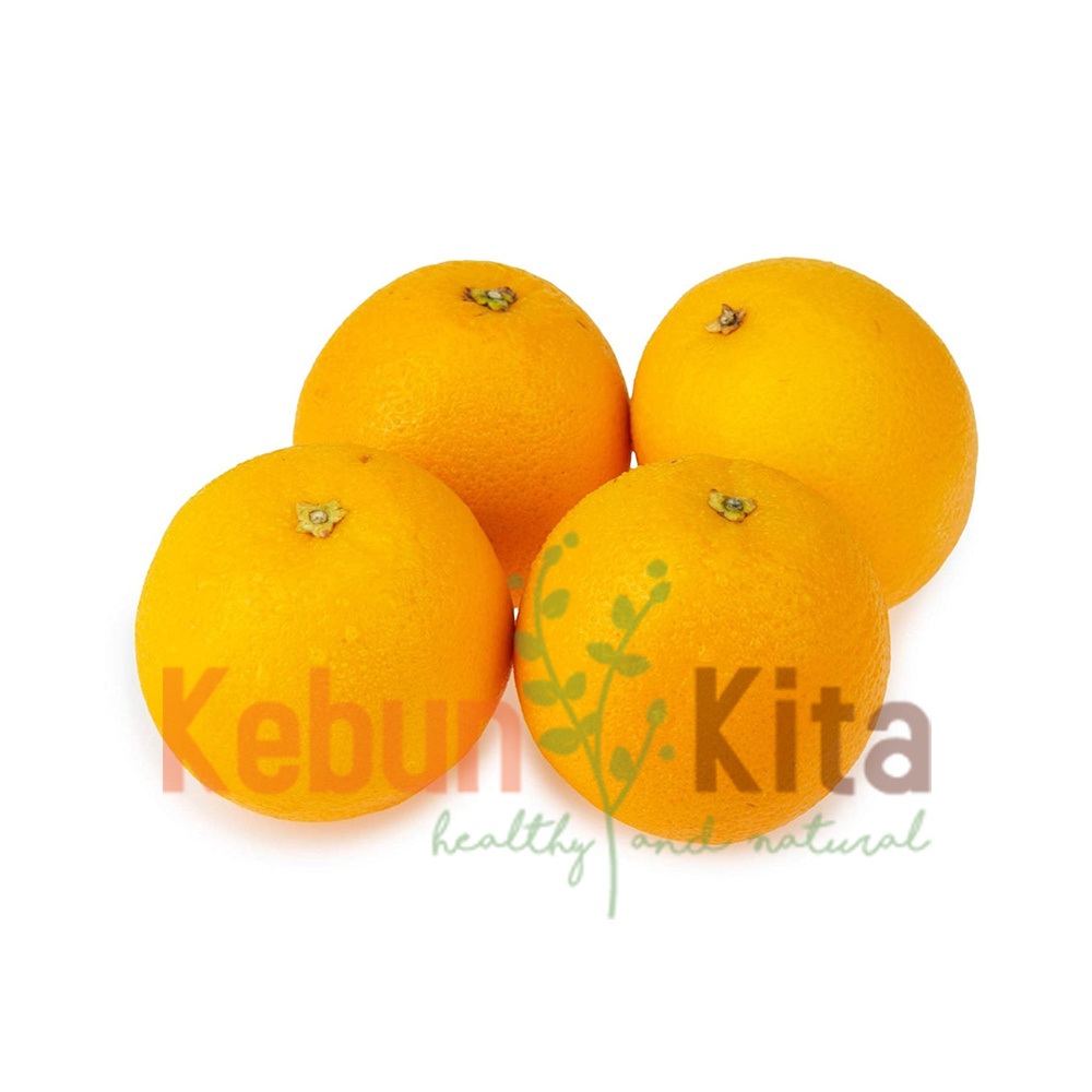 

Jeruk - Valencia Orange [ 4 pcs ]