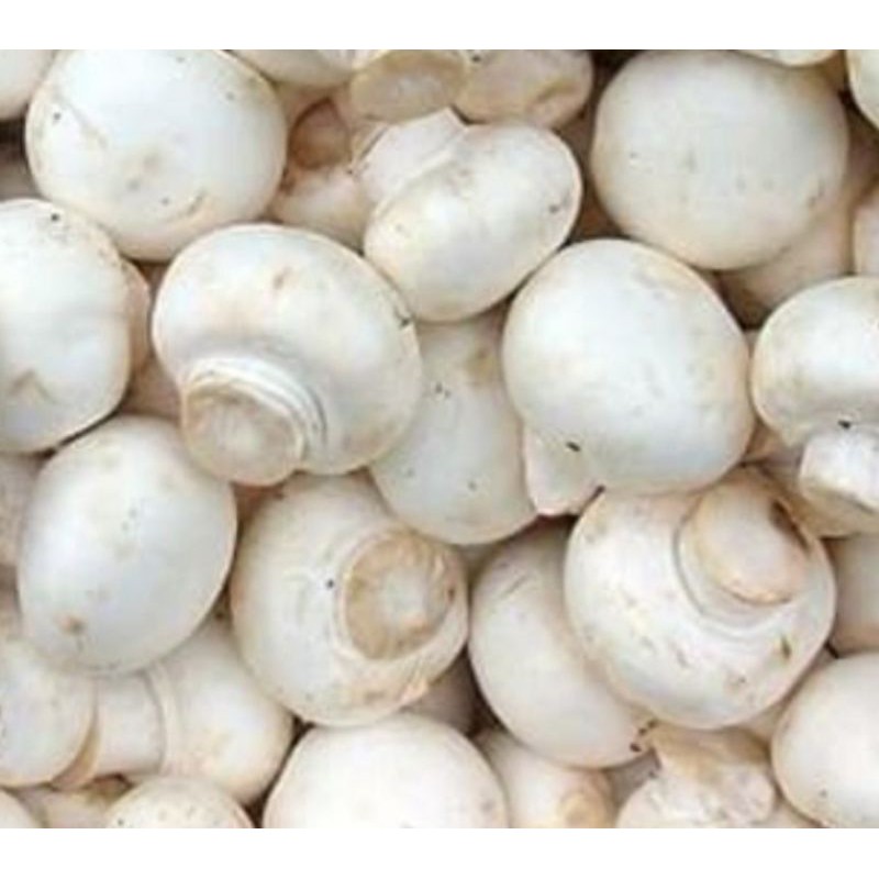 

Jamur Kancing