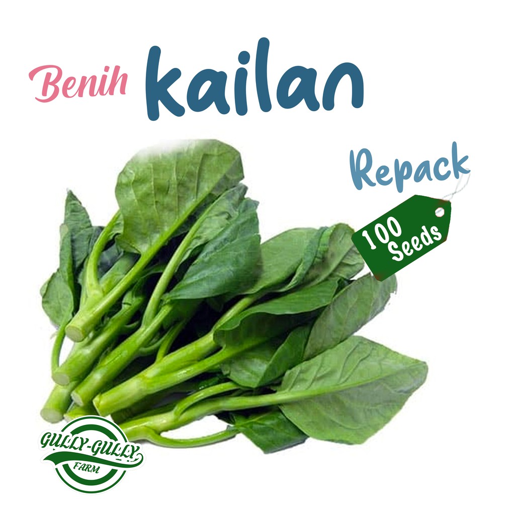 Jual Repack 100 Benih Sawi Kailan Winsai Bibit Tanaman Sayur