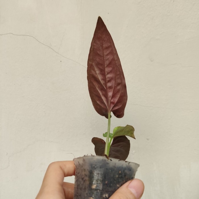 tanaman hias syngonium hitam erythrophyllum black singonium red arrow
