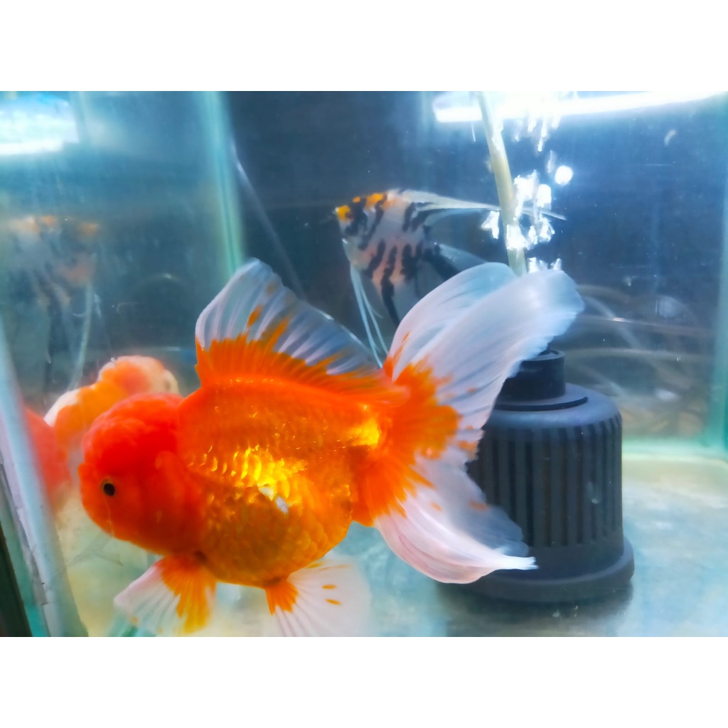 Termurah Koki Oranda Top Grade