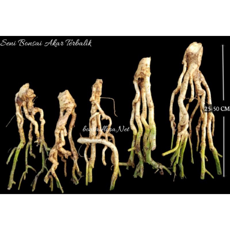 bahan bonsai serut / akar terbalik / starbluess asper / tanaman bonsai