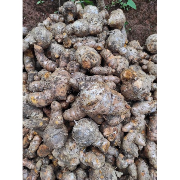 

100 gr temulawak segar utuh original
