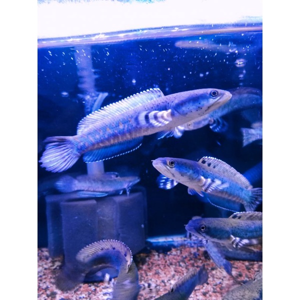 HIASAN AKUARIUM BLUE PULCHRA 11-12 CM