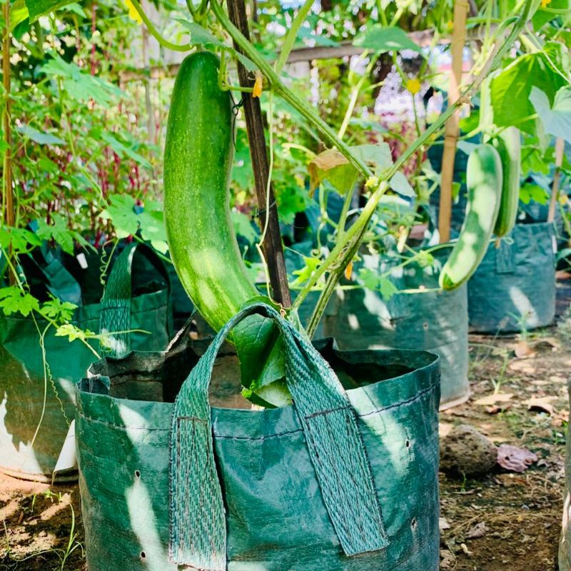 Planter Bag Eco Pack 50 Liter Green HDPE Original Kualitas Ekspor Tabulampot