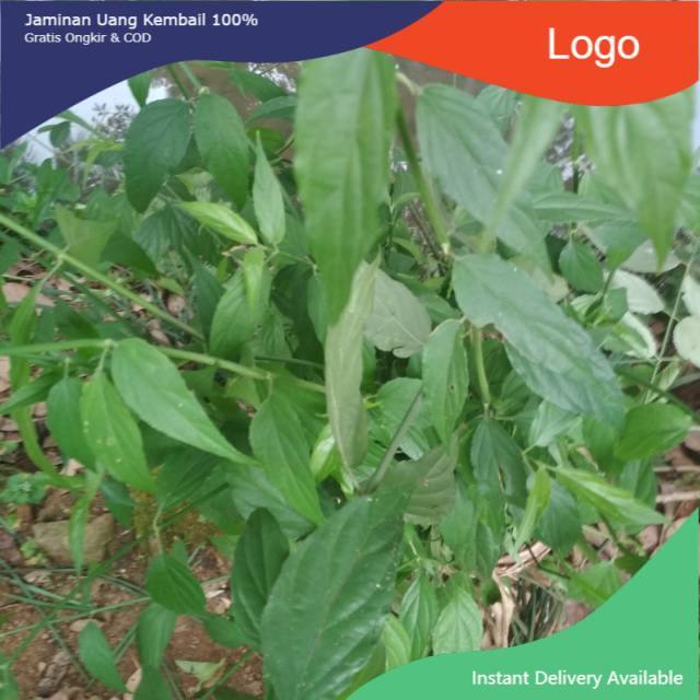 

Kalingsir obat herbal 1kg