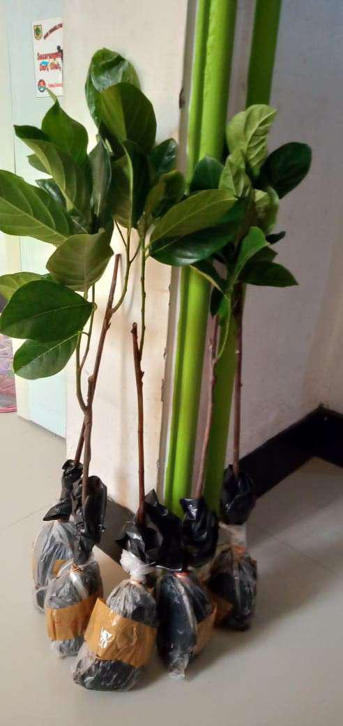 Bibit Nangka Madu Unggul