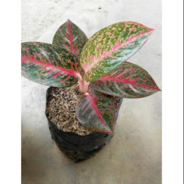 Bibit bunga aglonema legacy