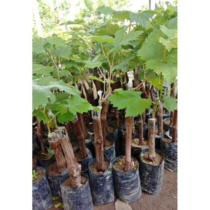 

Anggur import unggul
