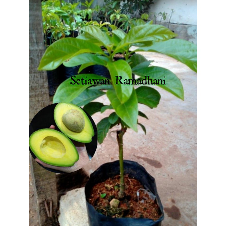 Benih Bibit Bibit Tanaman Buah Alpukat Mentega @*