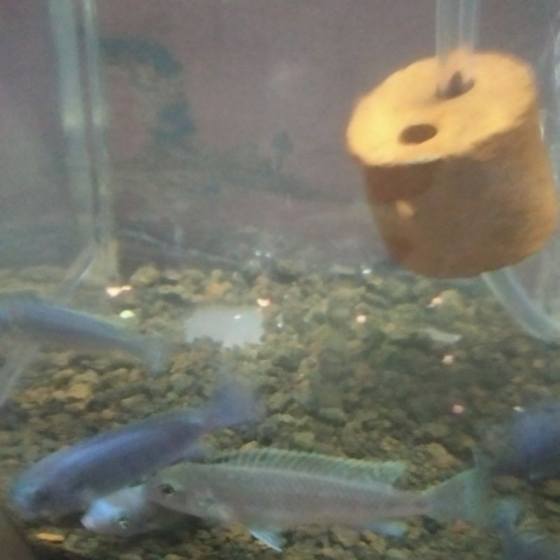 

ikan demasoni chichild