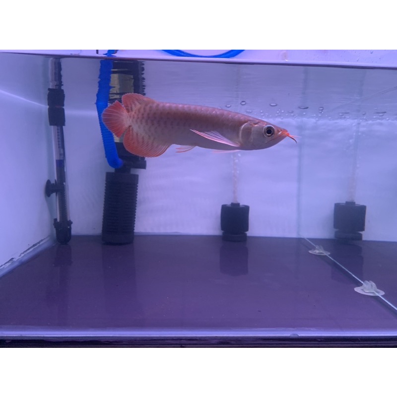 Arwana super red blood