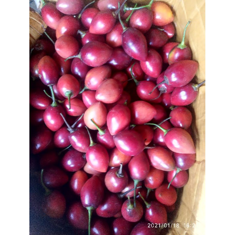 

buah terung belanda