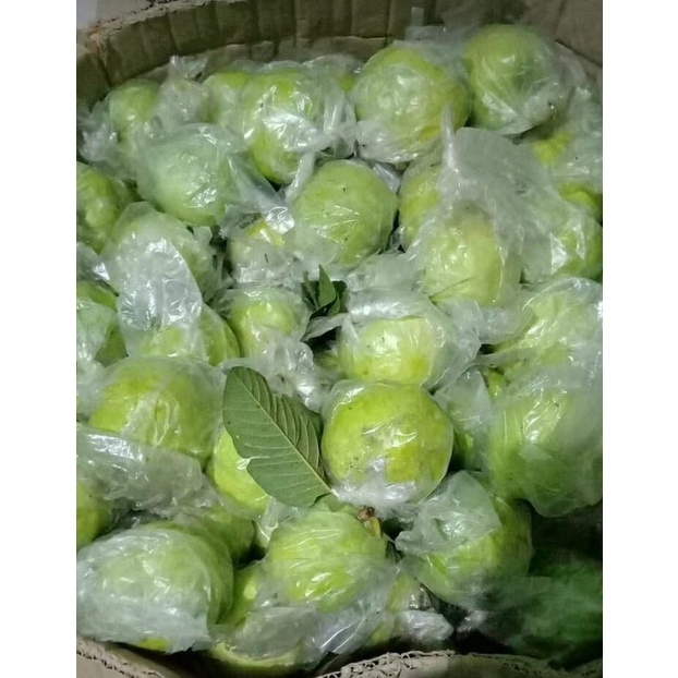 

Jambu Biji Impor
