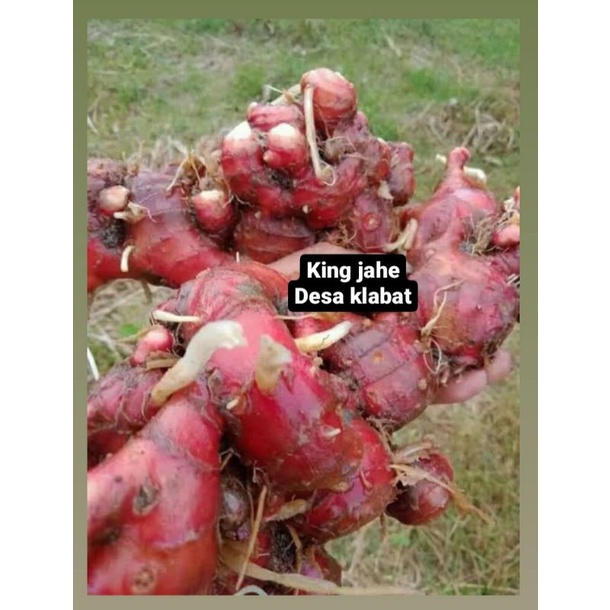 

king jahe desa klabat