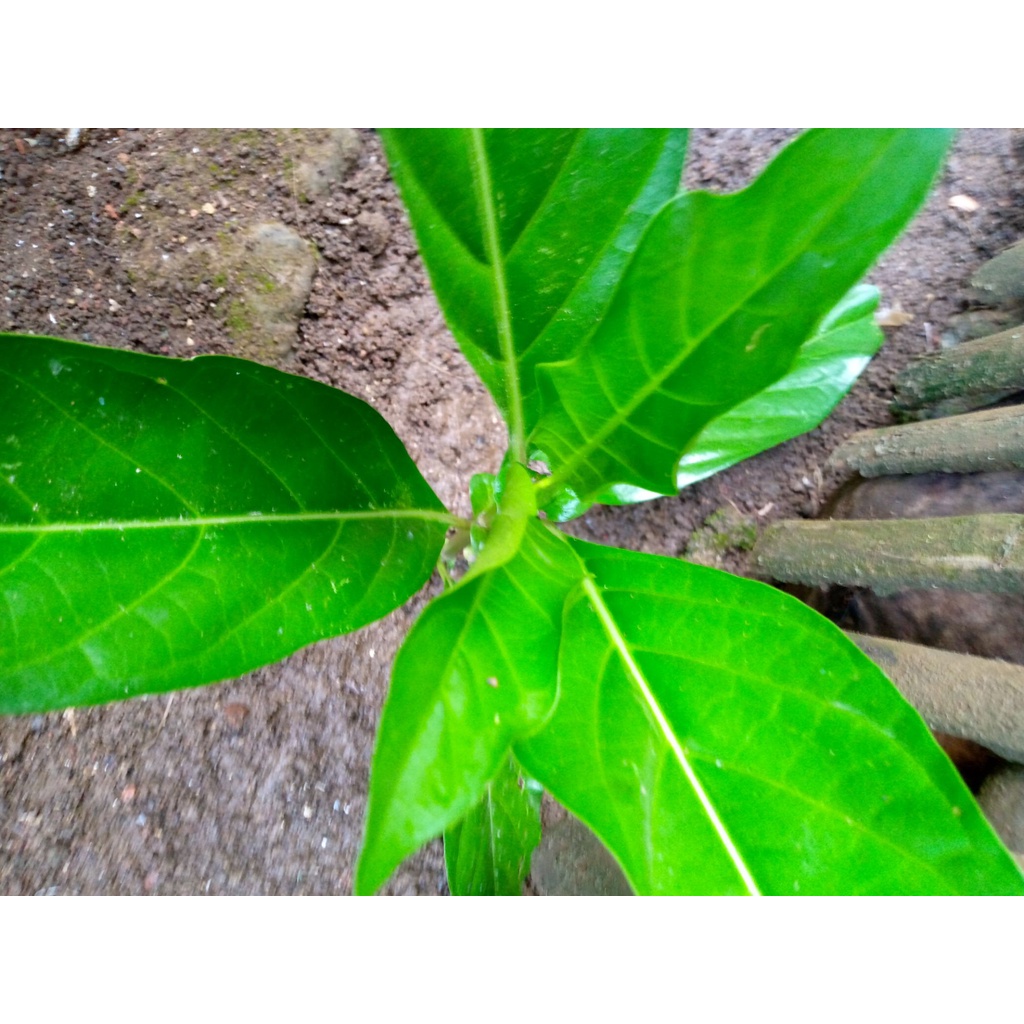 

daun mengkudu segar/250gr Herbal alami Murah Obat herbal alami murah asli dari kampung